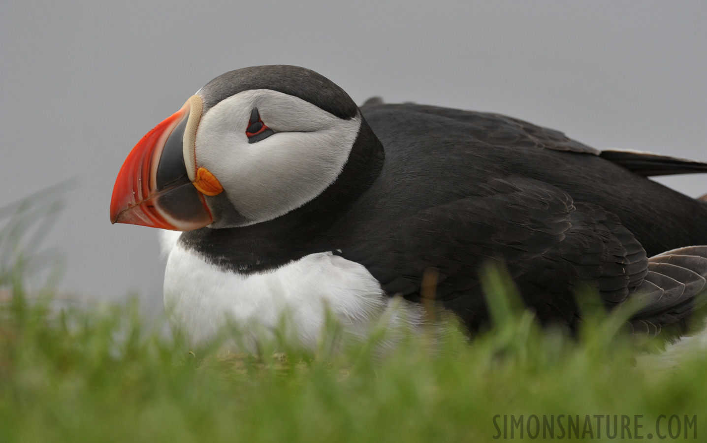 Fratercula arctica naumanii [550 mm, 1/640 Sek. bei f / 9.0, ISO 800]